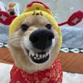 二狗